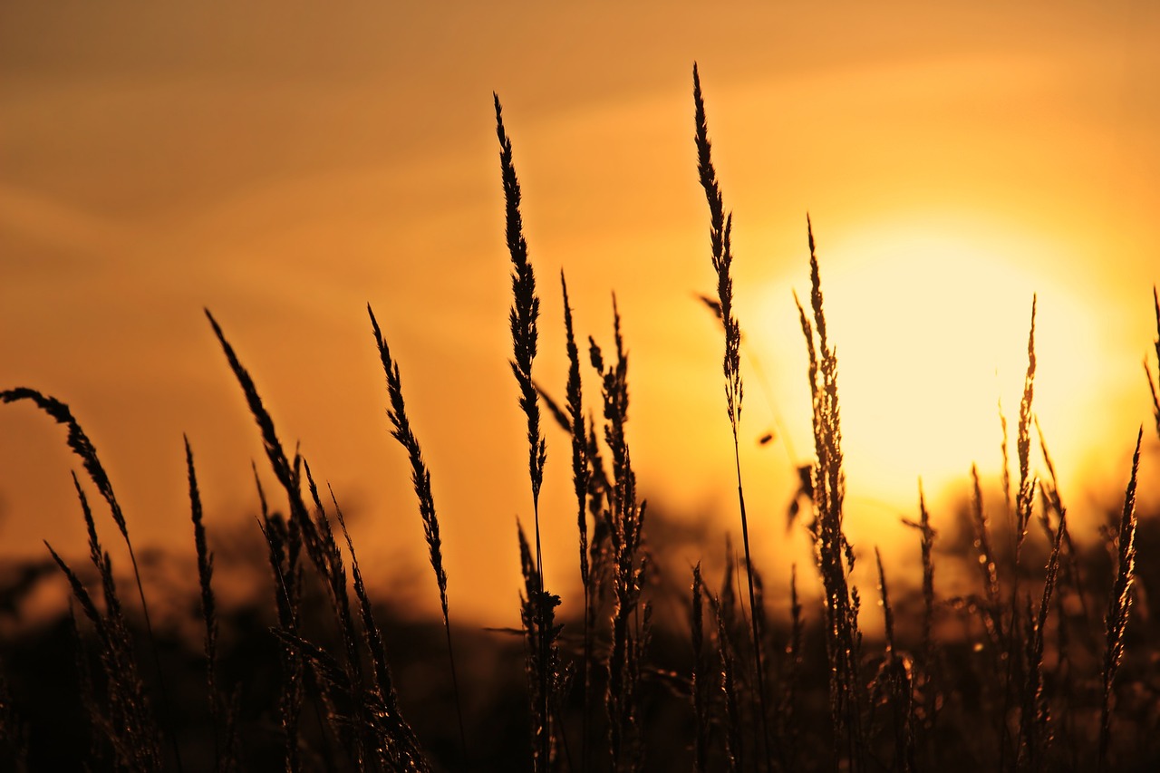 Prairie sous un soleil couchant 