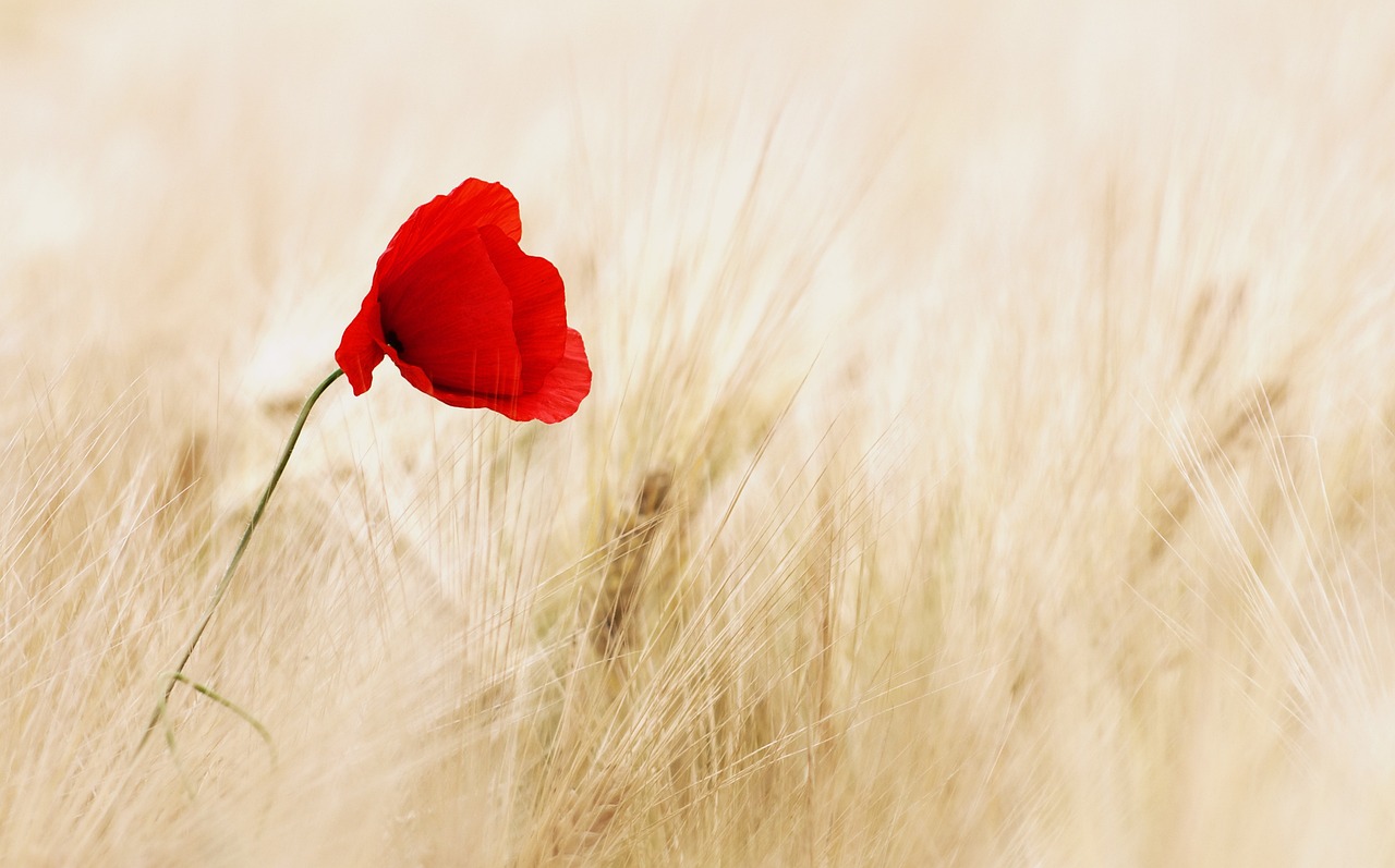 Coquelicot dans un champs