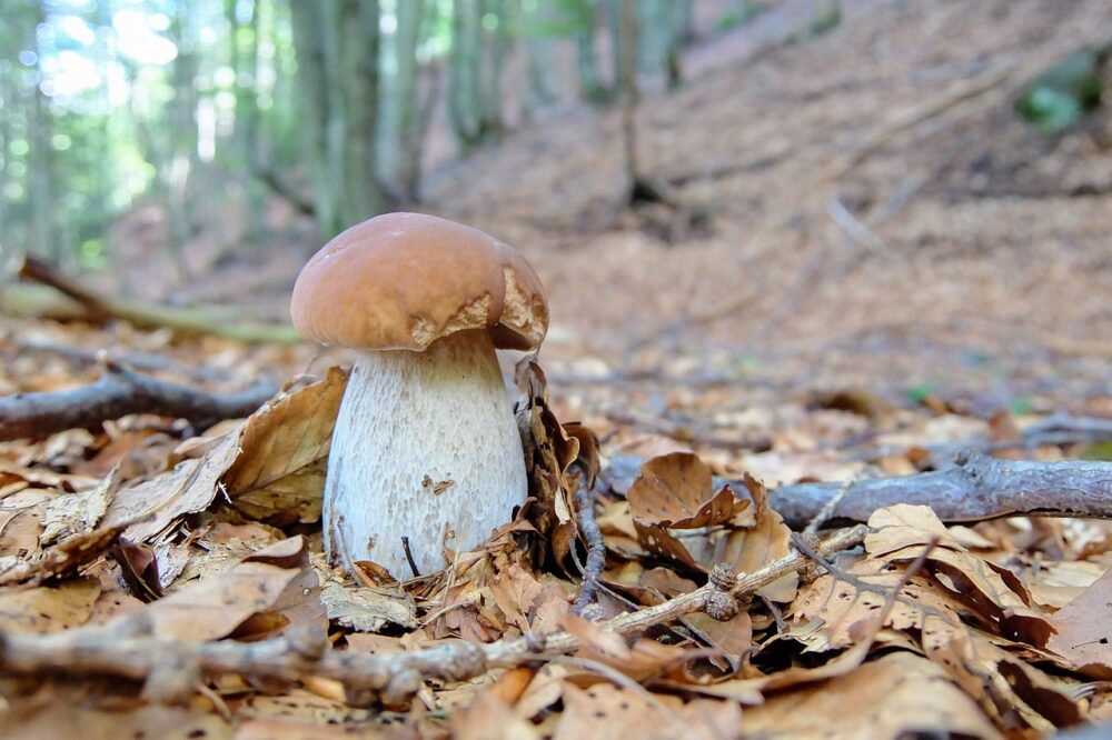 photo d'un champignon dans les feuilles d'automne.